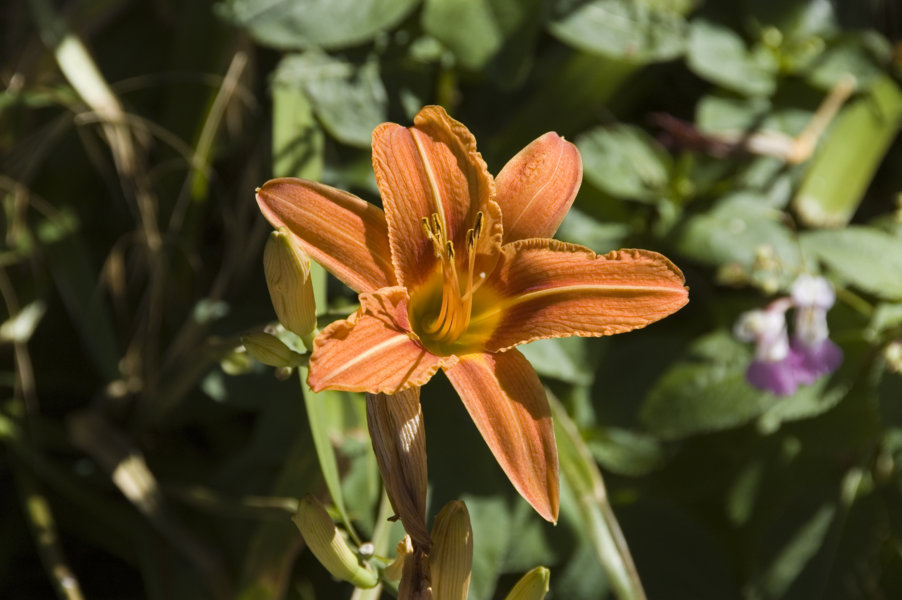 Flor naranja - Arros de Cardós - Lleida - Catalunya
